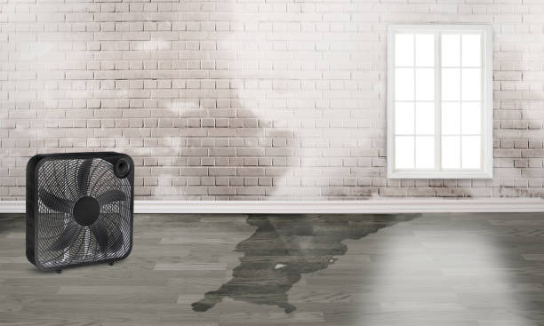 Best Basement water damage restoration  in Essex Village, CT